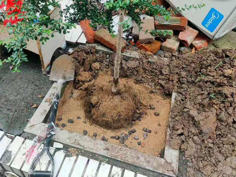 庭院植物底部防水：找到本來的防水層，由于防水層不是顯露的，是在面層下部，有必要將面層進(jìn)行悉數(shù)根除，找到本來的防水層。將原防水層根除以后，找平，將本來下部保溫層里存的水進(jìn)行排干，設(shè)一些排氣孔做排氣辦法，將保溫層里的水分排干。做完防水層以后，必定要做找坡處理，不要形成屋面部分存水，通常設(shè)置水泥砂漿找平找坡，找坡的斜度不小于3%。再進(jìn)行閉水實驗，不漏水為合格，再進(jìn)行康復(fù)上面的維護(hù)及鋪貼面磚裝修。